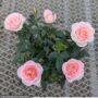 Mini Rose – 4″ Pot